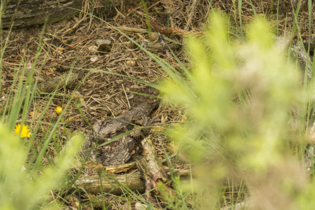 Photograph of a camouflaged nightjar on the nest