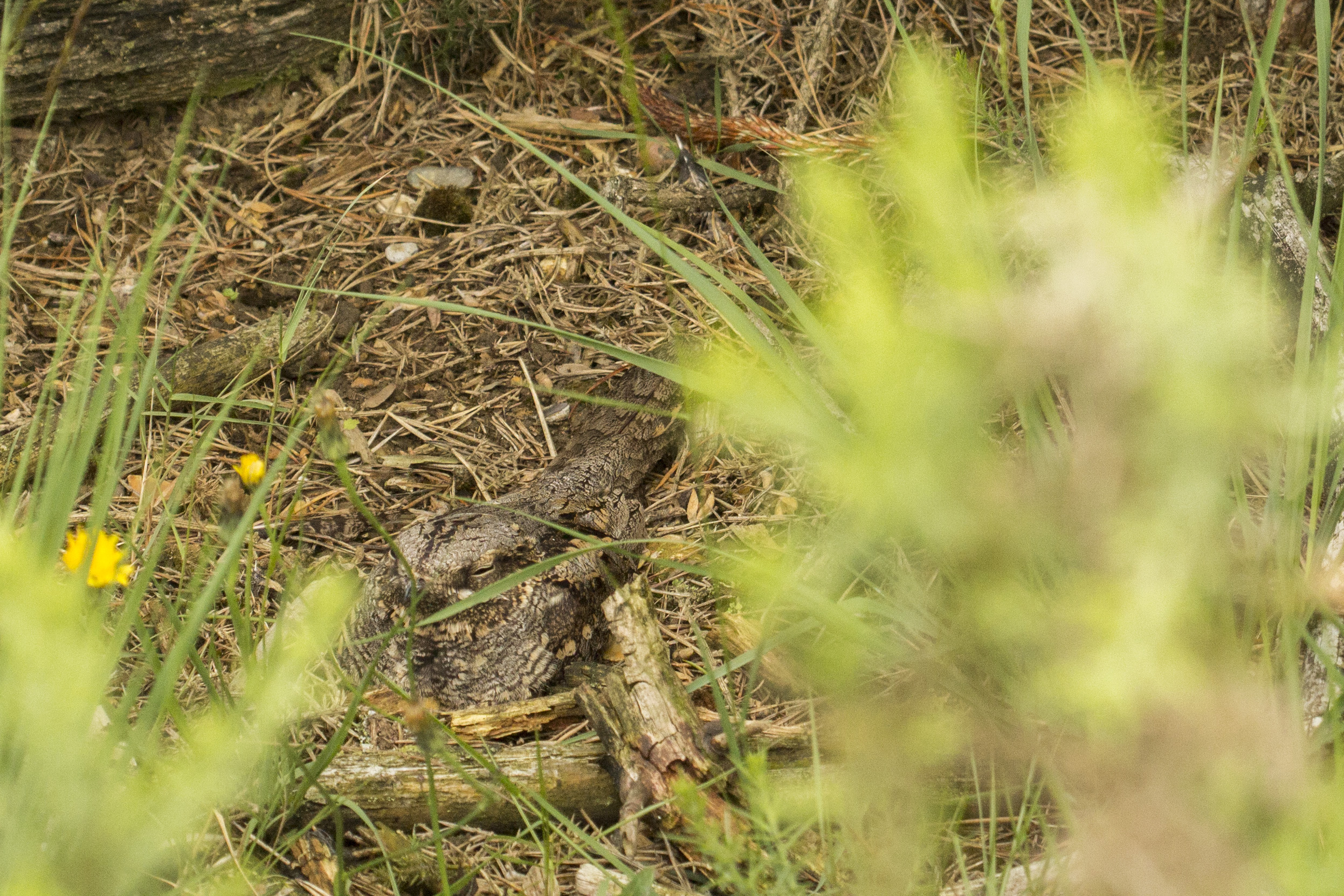 Photograph of a camouflaged Nightjar on the nest