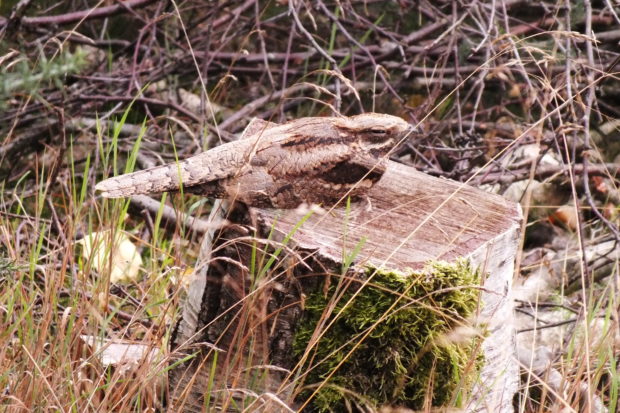 Photograph of a nightjar on a stump taken by Warden Nicky