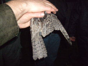 Photograph of a nightjar held in the hand during a survey