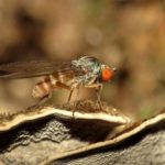 Photo of platypezid fly
