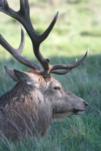 Photograph of the head of a red deer stag in Bushy Park