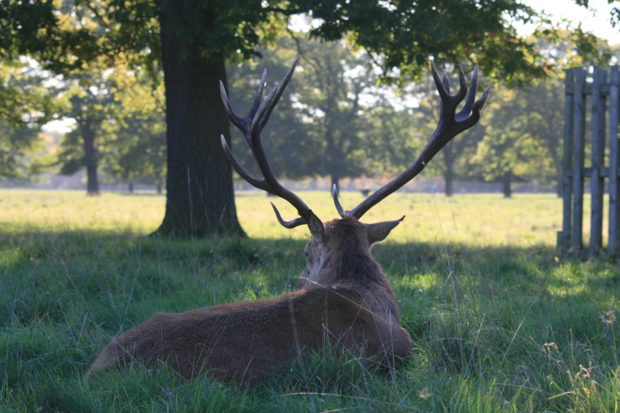 Photograph of a red deer stag lying down in Bushy Park