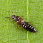 Photo of rove beetle