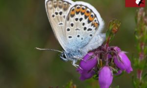 Male silver-studded blue on bell heather.