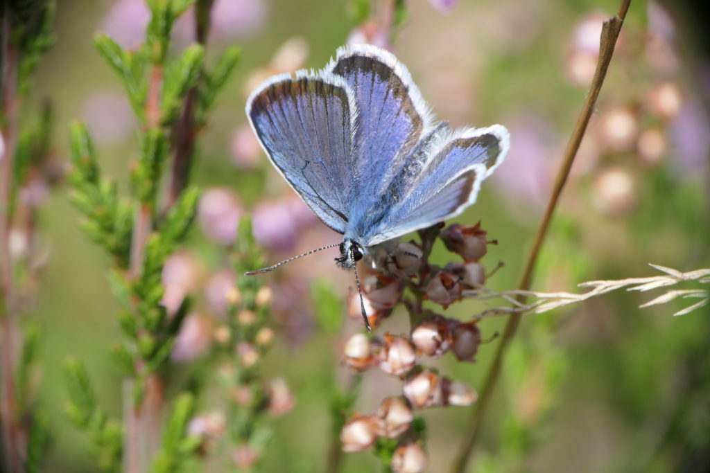 Male silver-studded blue butterfly perched atop heather