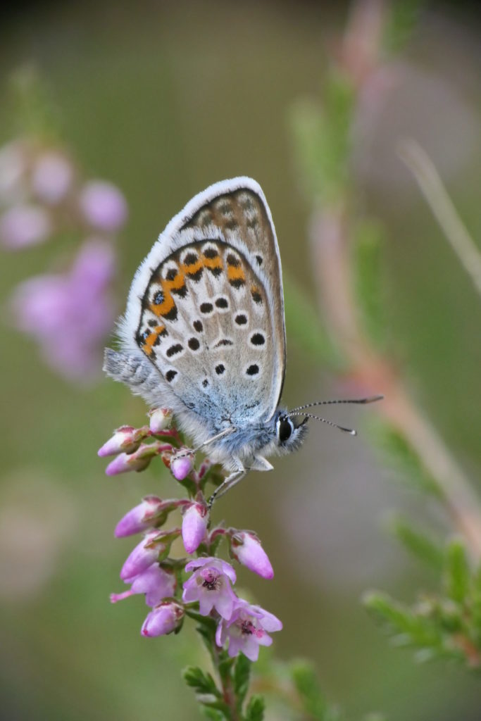 Male silver-studded blue butterfly perched atop ling heather