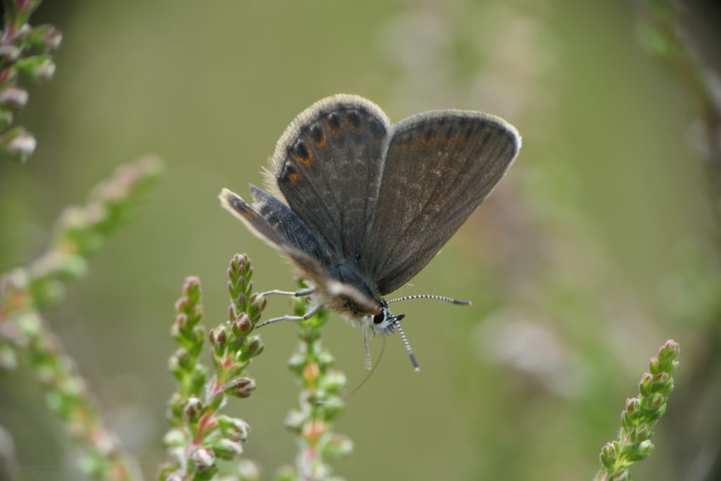 Female silver-studded blue butterfly perched on top of heather