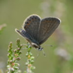 Photograph of female silver-studded blue butterfly perched on top of heather