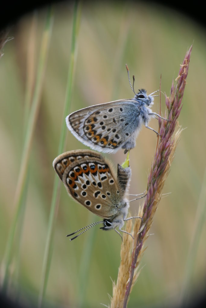 Silver-studded blue pair mating