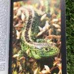 Photograph of a page from Dave's favourite book, showing a make sand lizard