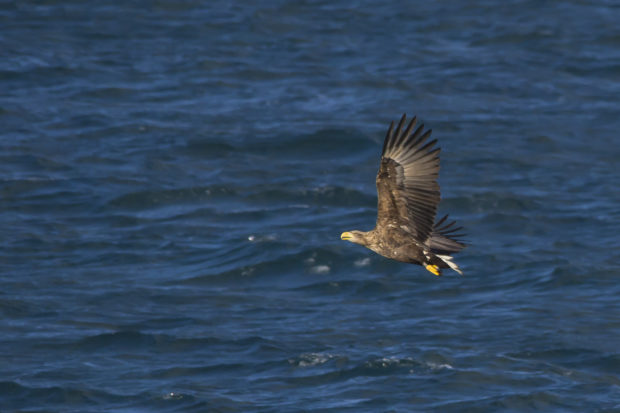 Photograph of a white-tailed eagle