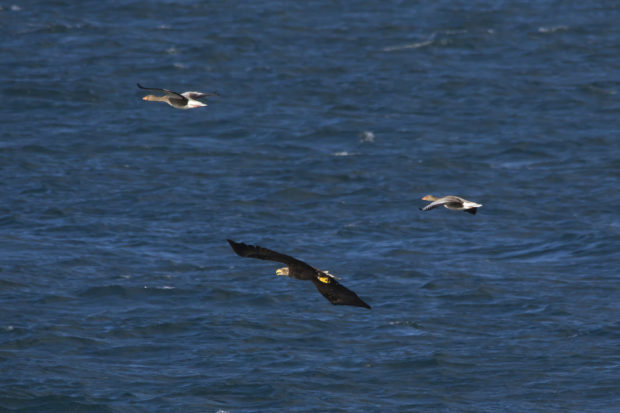 Photograph showing a white-tailed eagle with two smaller greylag geese