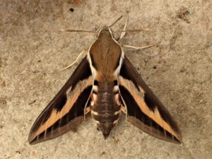 Photograph of a bedstraw hawkmoth by J_Arndt