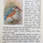 Kingfisher from Flo's book