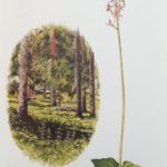 Illustration of a lesser twayblade from Flo's book