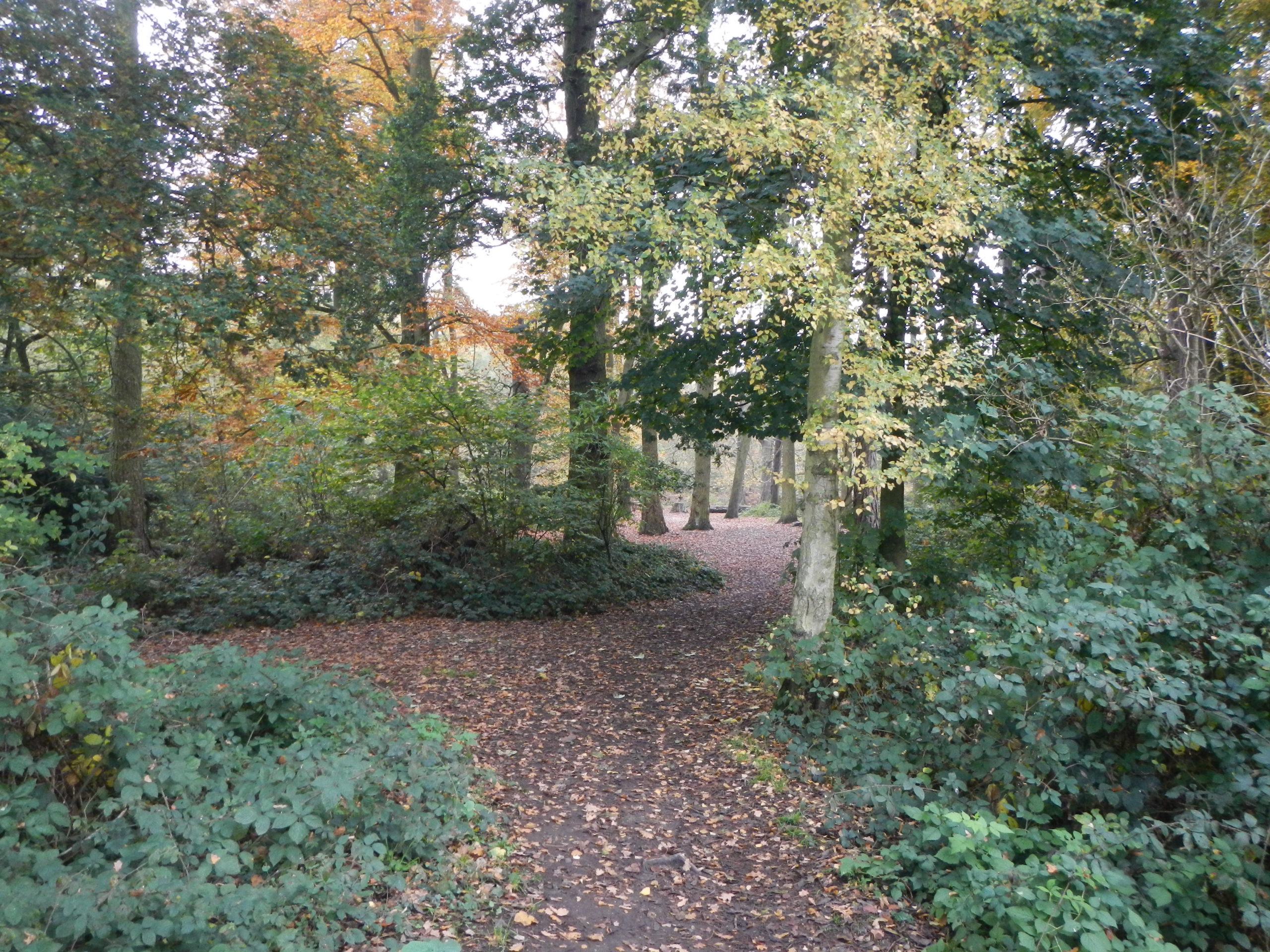 Keep Hatch Woods Thames Basin Heaths