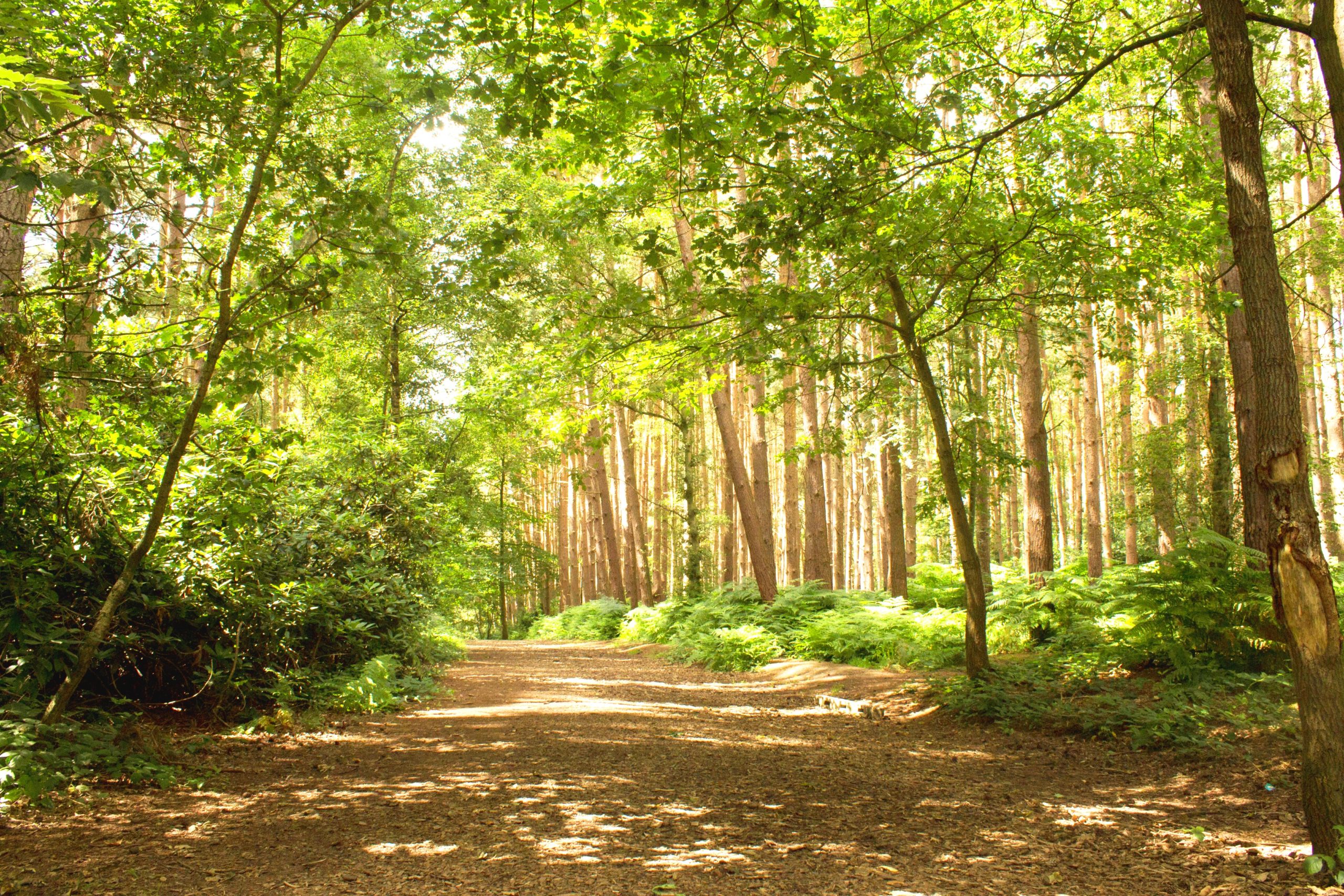 Great Hollands Wood - Thames Basin Heaths