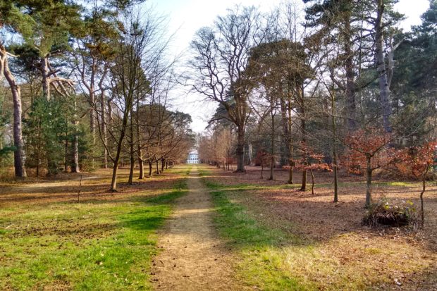 Chobham Place Woods