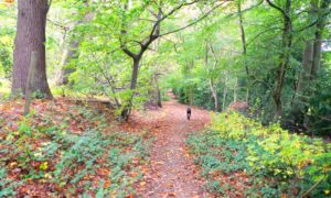 Timber Hill & Ottershaw Chase