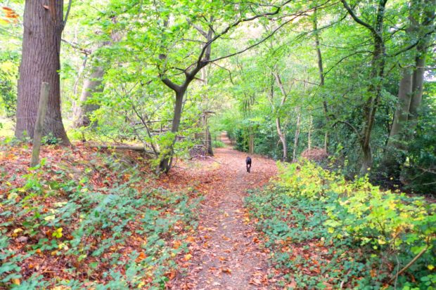 Timber Hill & Ottershaw Chase