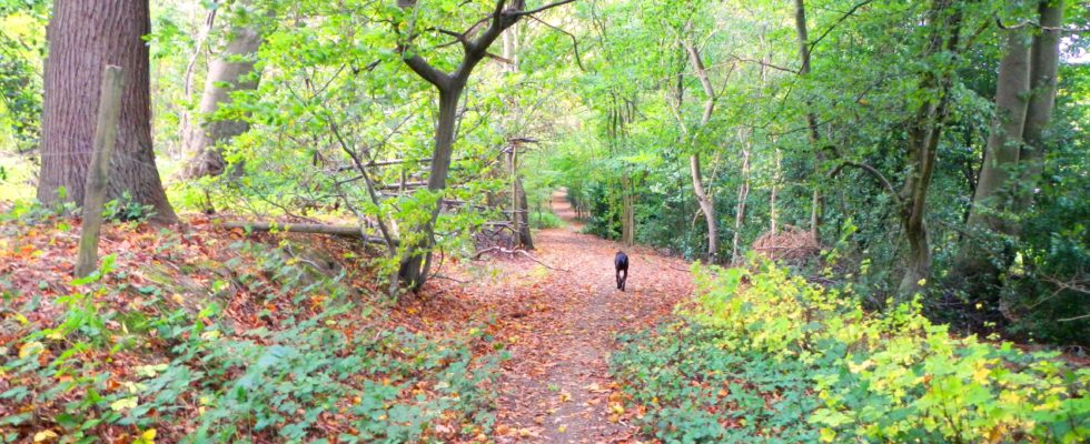 Timber Hill & Ottershaw Chase