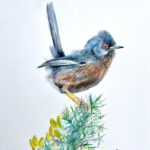 Dartford warbler colour drawing.