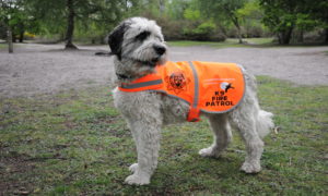 Polish sheepdog Eric