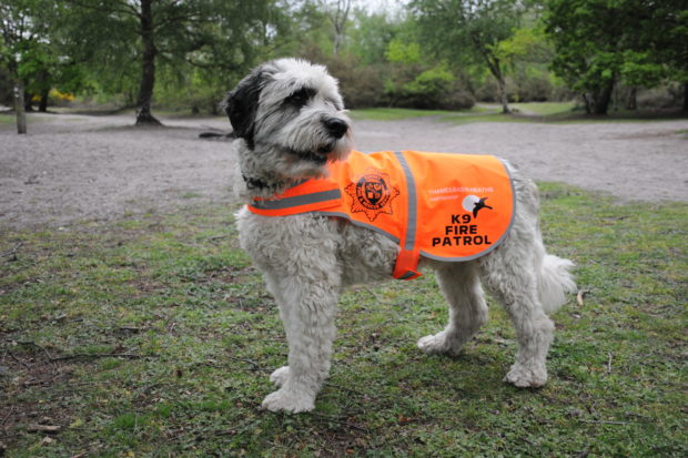 Polish sheepdog Eric