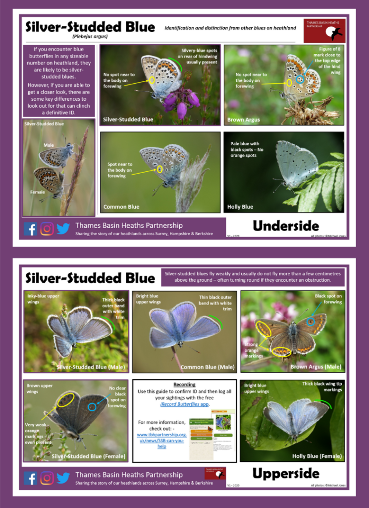 CLICK IMAGE TO DOWNLOAD - Guide to separating blue butterflies on heathland!