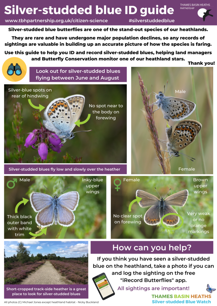 CLICK IMAGE TO DOWNLOAD: A handy guide to identifying silver-studded blues!