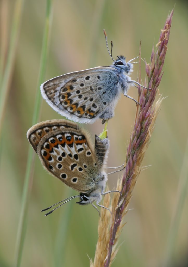Photo of a pair of silver-studded blues mating
