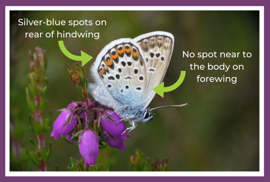 Silver-studded blue ID pointers