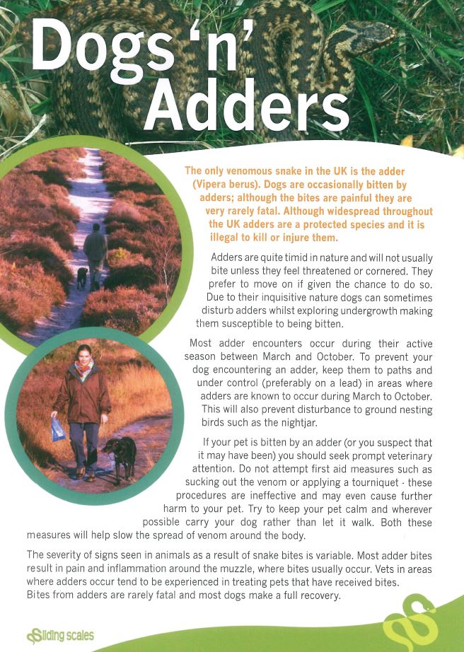 Advice about Dogs 'n' adders.