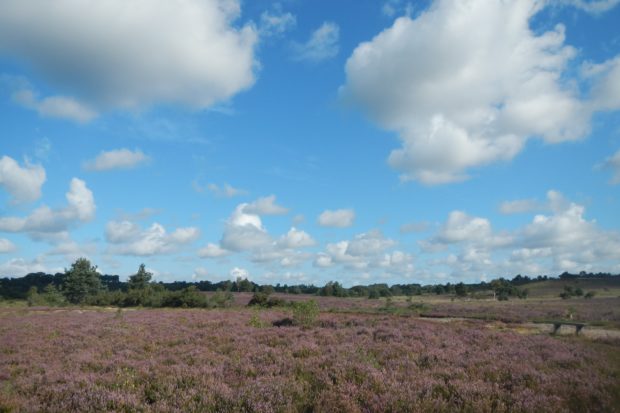 Heathland at Chobham Common