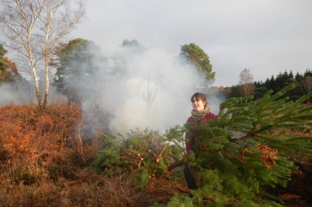 Removing scrub on heathland