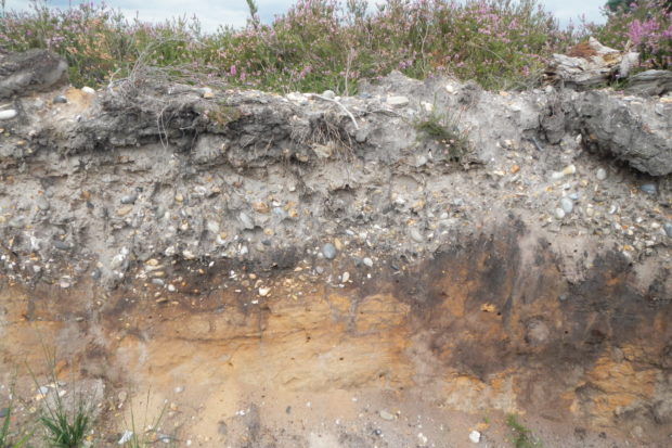 Sandy soil, one factor that gives us heathland