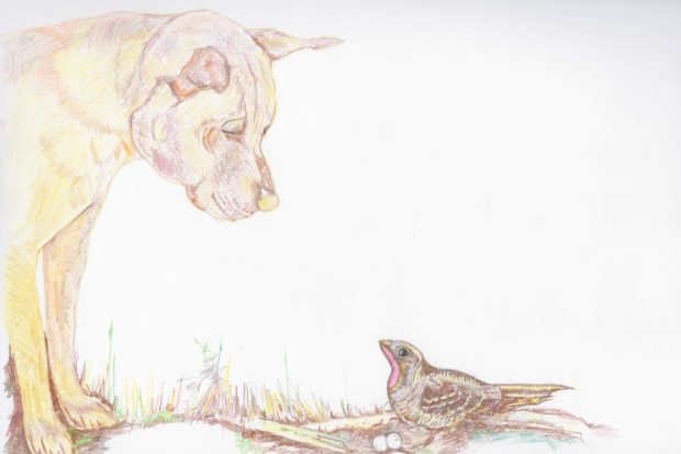 Drawing of a friendly dog looking at a nightjar on its nest