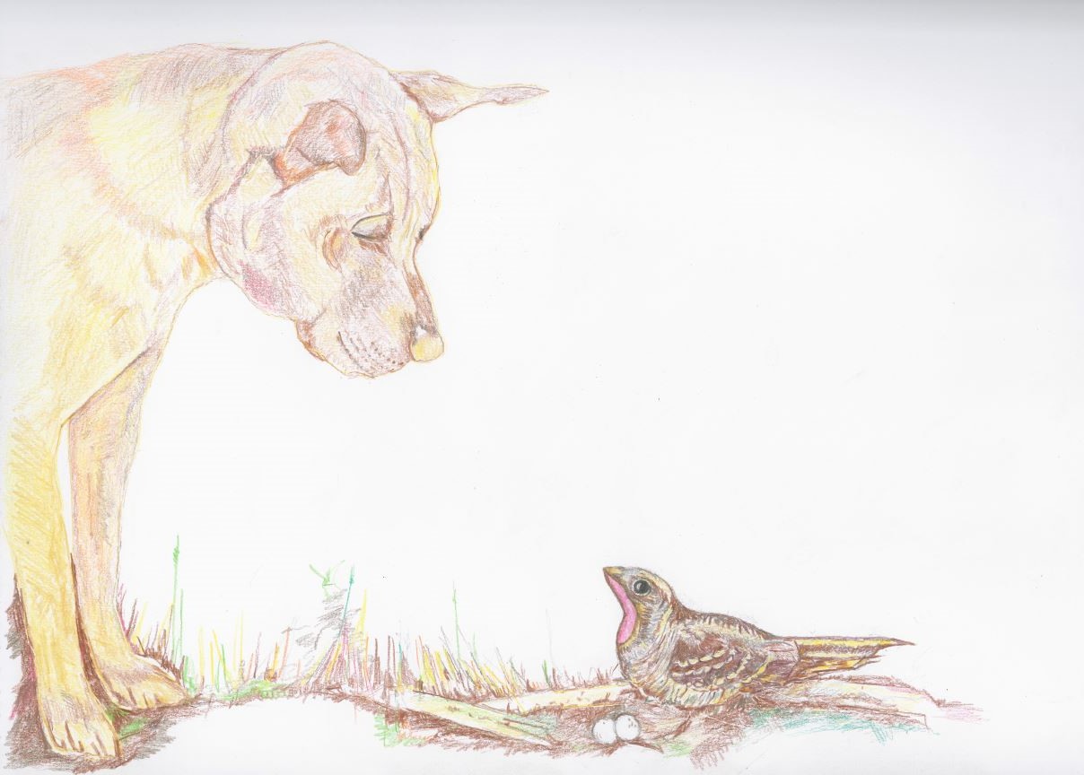 Drawing of a friendly dog looking at a nightjar on its nest