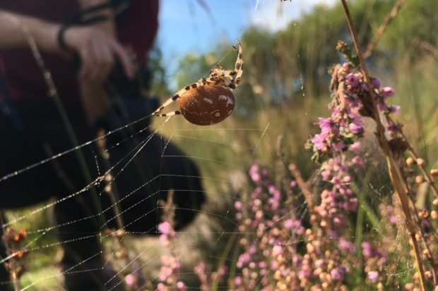 Photograph of four-spot orb-weaver spider at West End Common
