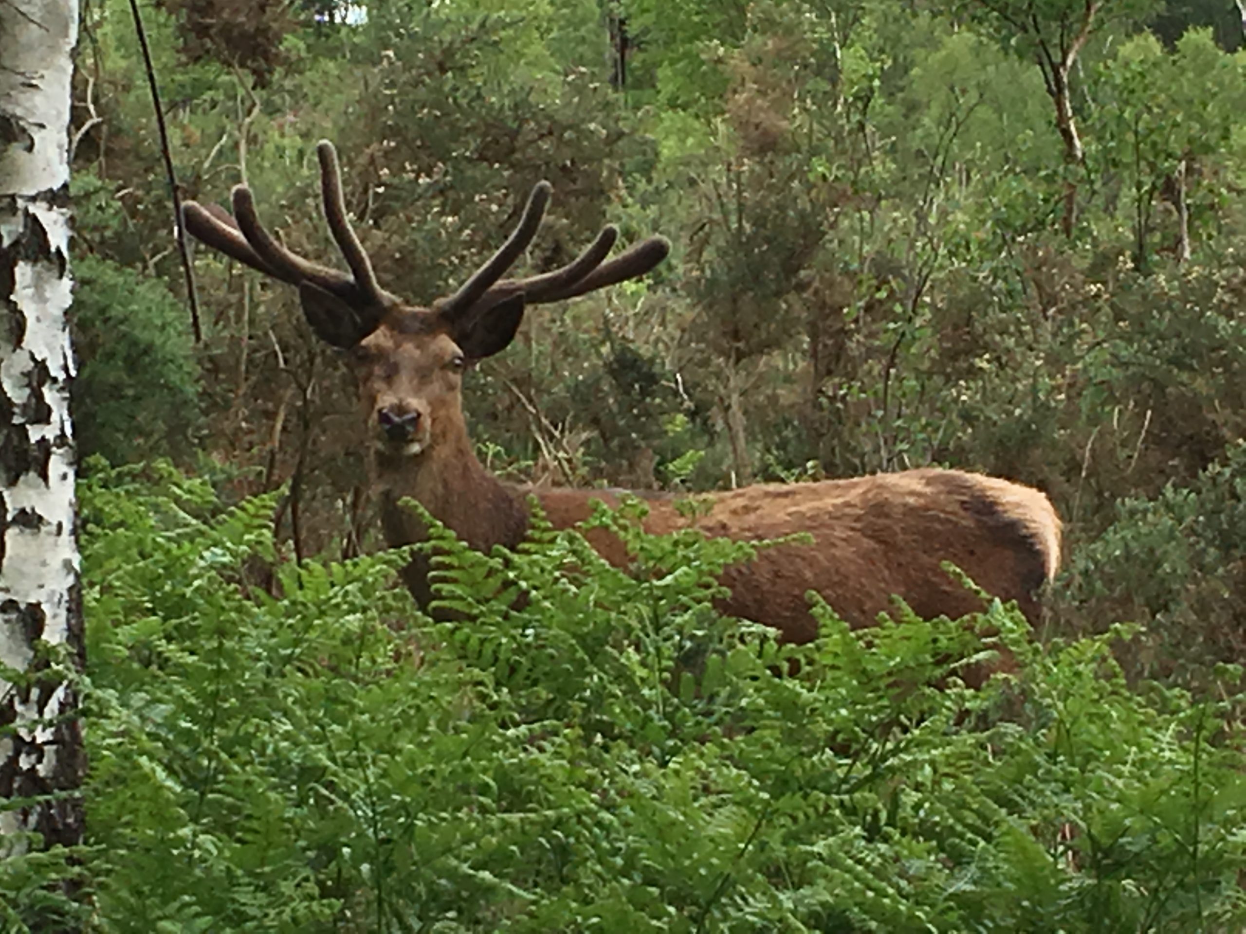 Red deer