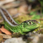 Closeup photograph of a male sand lizard in bright green breeding condition