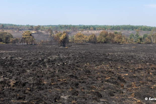 Scene of devastation after wildfire at Chobham Common in August 2020
