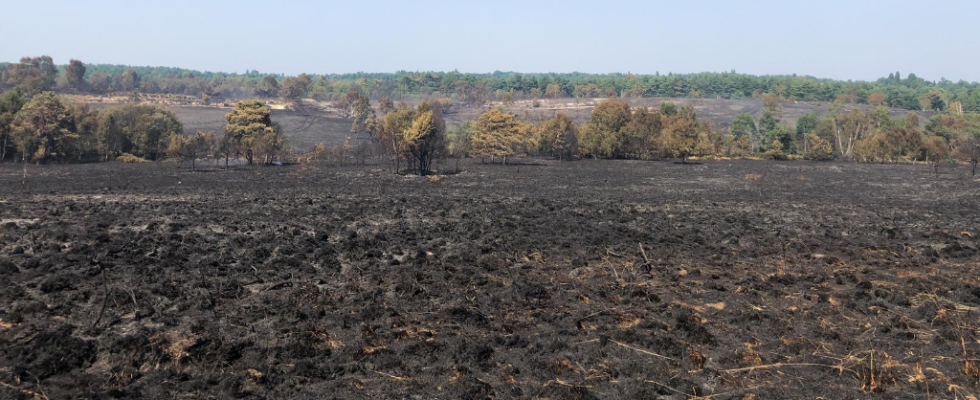 Scene of devastation after wildfire at Chobham Common in August 2020