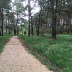 Photograph of path at Hartland Country Park