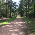 Photograph of shaded track at Hartland Country Park