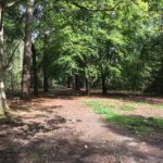 Photograph of wooded path at Hartland Country Park