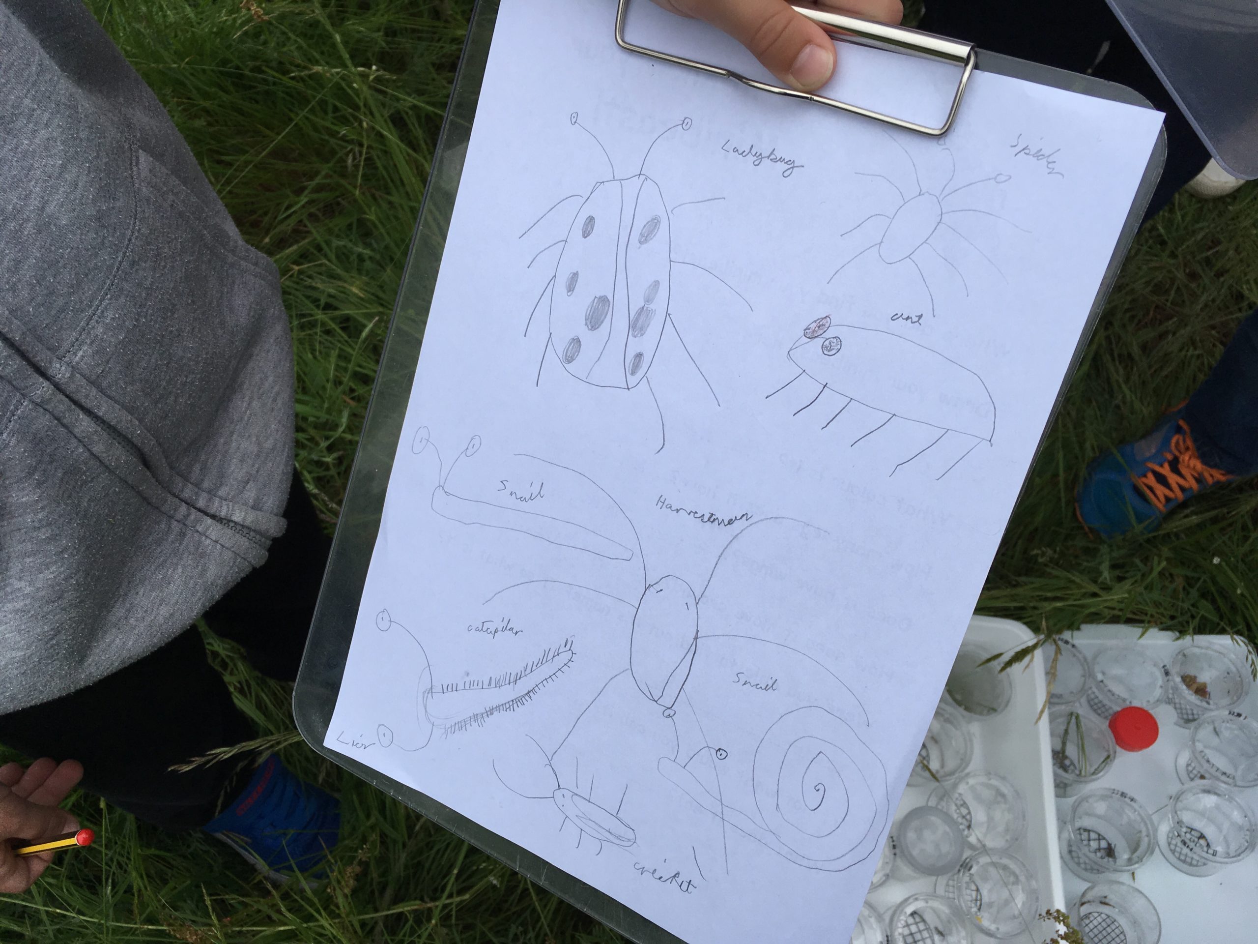 A child's sketches of invertebrates