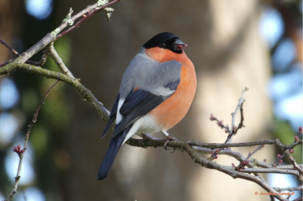 Photograph of a bullfinch