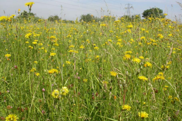 Photograph of a summer meadow at Chertsey Meads